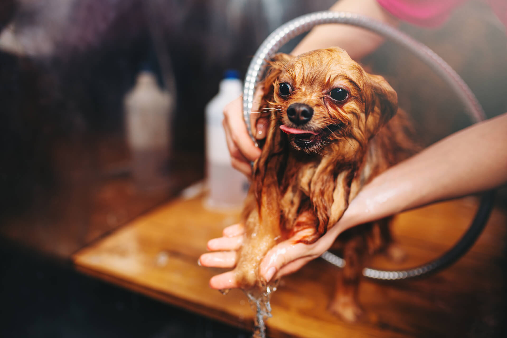 dog-care-mobile-pet-grooming-dog-washing-in-groomer-