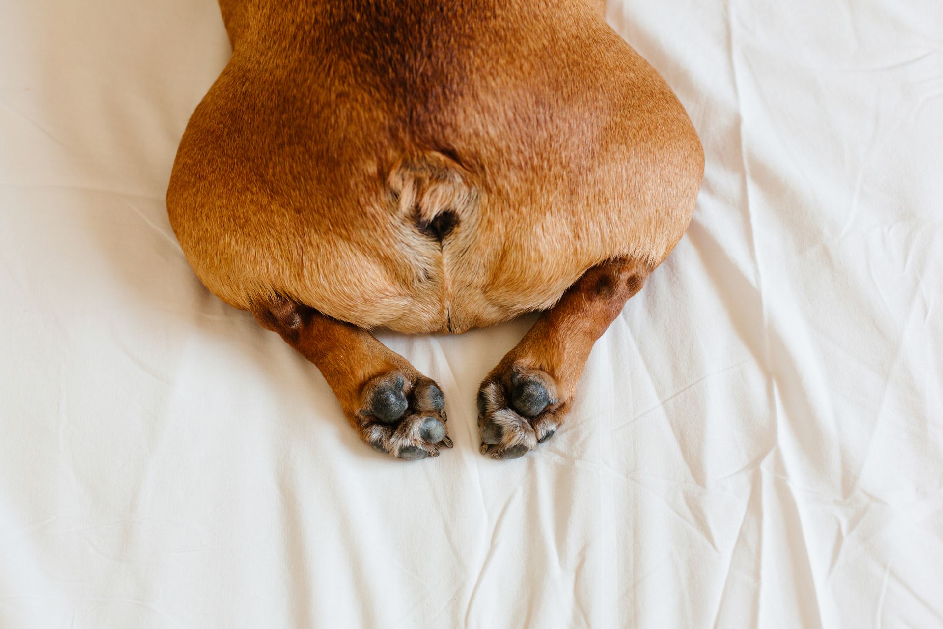 Dog-care-mobile-Anal gland secretion